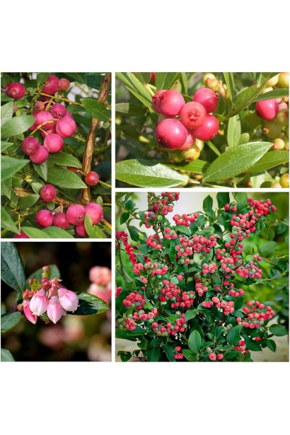 Лохина високоросла Пінк Лимонад